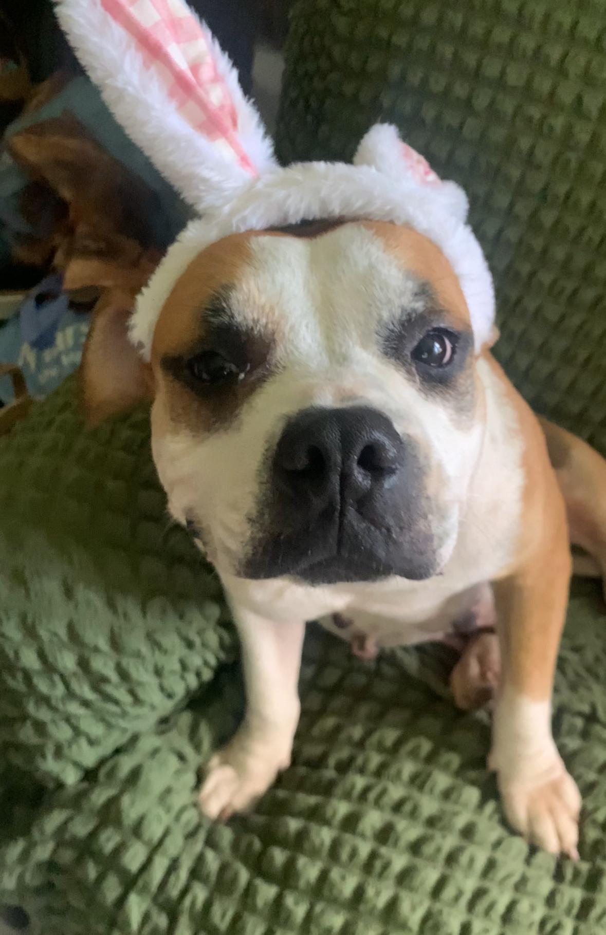 Momma - Your Future Soul Dog, a Adoptable mixed breed in CHICAGO, IL image 2/4