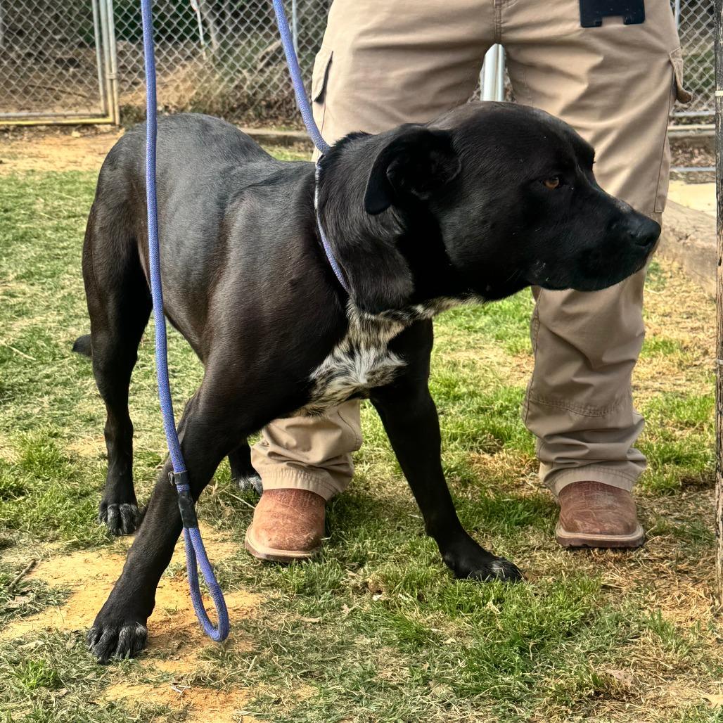 Enlarge Speckles, a Adoptable mixed breed in Denison, TX image 1/6