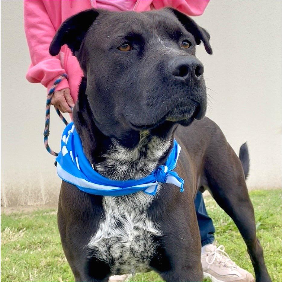 Speckles, Adoptable, Adult Male Pit Bull Terrier.