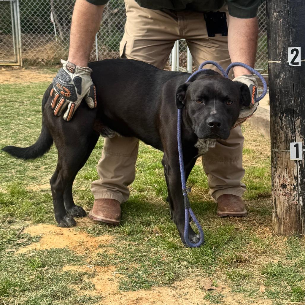 Enlarge Speckles, a Adoptable mixed breed in Denison, TX image 3/6