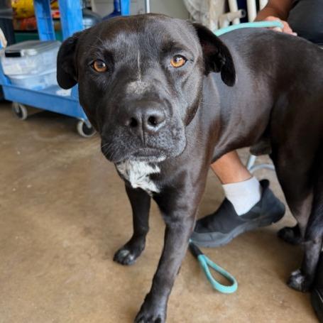 Enlarge Speckles, a Adoptable mixed breed in Denison, TX image 4/6