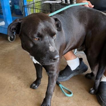 Enlarge Speckles, a Adoptable mixed breed in Denison, TX image 5/6