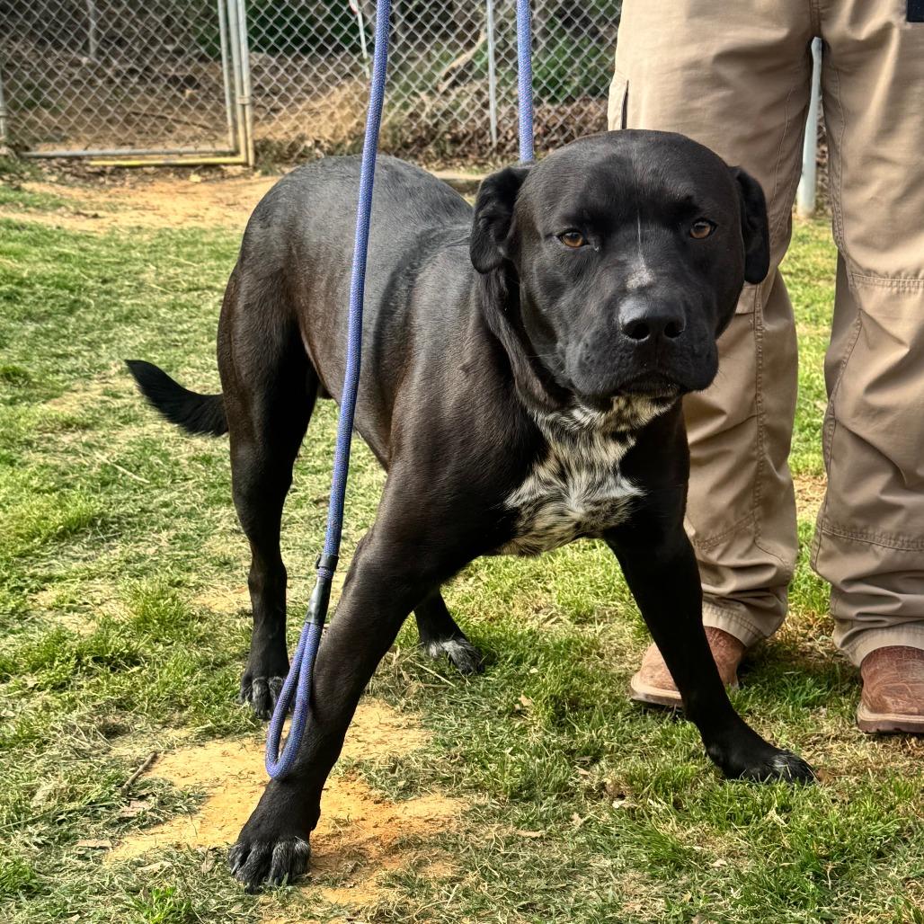 Enlarge Speckles, a Adoptable mixed breed in Denison, TX image 6/6