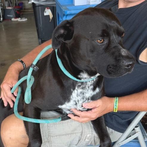 Enlarge Speckles, a Adoptable mixed breed in Denison, TX image 3/6