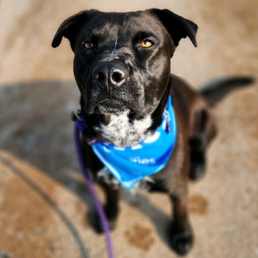 Enlarge Speckles, a Adoptable mixed breed in Denison, TX image 4/6