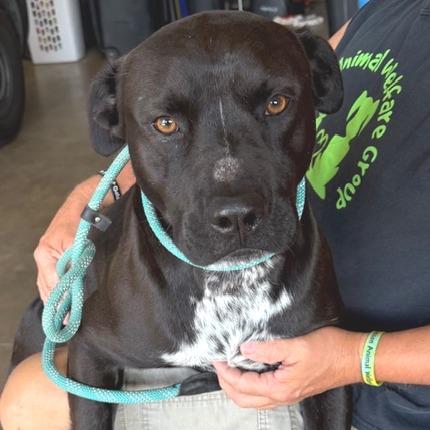 Enlarge Speckles, a Adoptable mixed breed in Denison, TX image 5/6