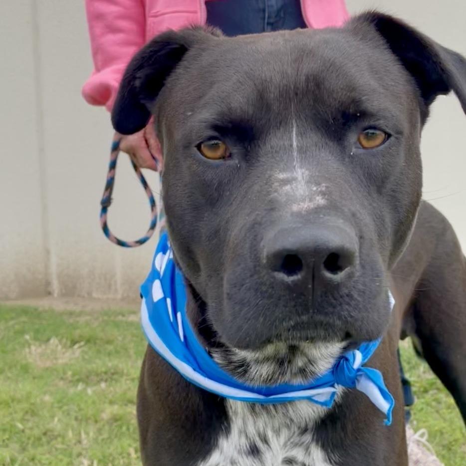 Enlarge Speckles, a Adoptable mixed breed in Denison, TX image 6/6
