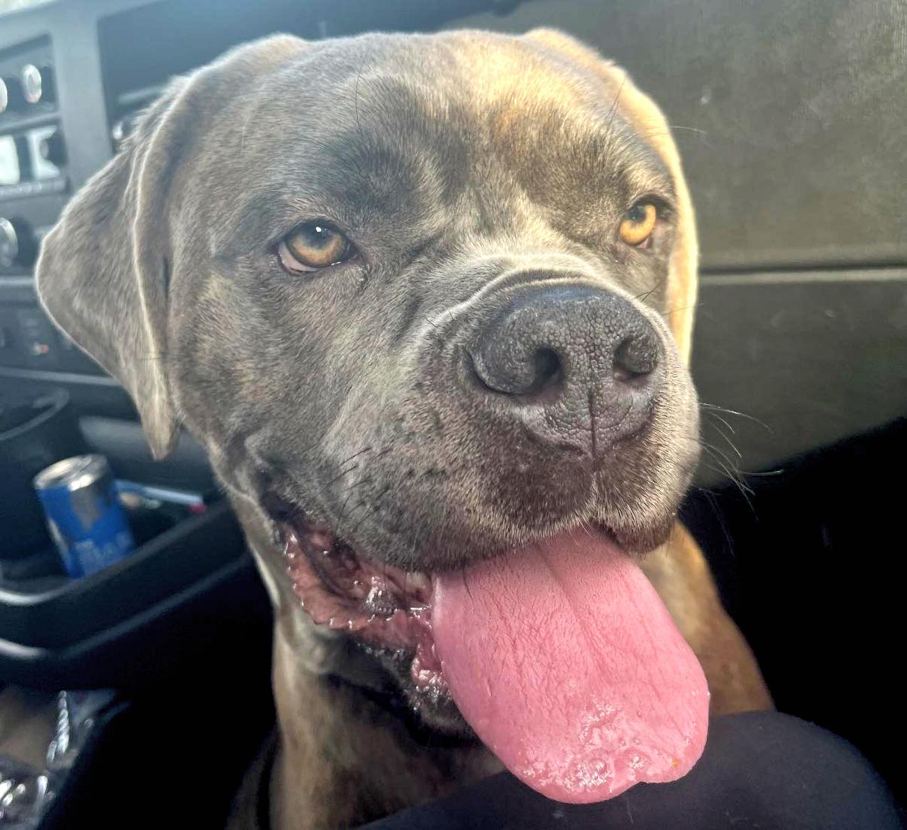 Enlarge Hera, a ADOPTABLE mixed breed in Euclid, OH image 1/1