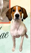 Enlarge Daisy Mae, a Adoptable Foxhound in Frederick, MD image 3/3