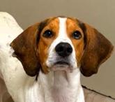 Enlarge Daisy Mae, a Adoptable Foxhound in Frederick, MD image 1/3