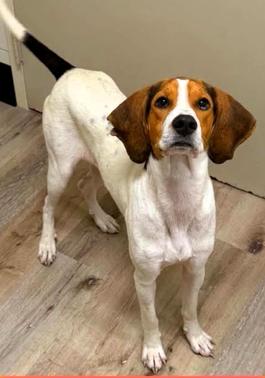 Enlarge Daisy Mae, a Adoptable Foxhound in Frederick, MD image 2/3