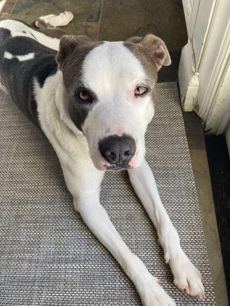 Enlarge Sam, a Adoptable Pit Bull Terrier in Manhattan Beach, CA image 2/6