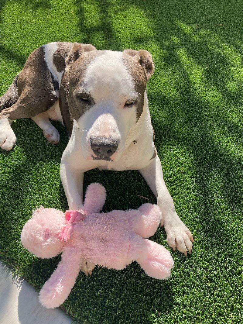 Enlarge Sam, a Adoptable Pit Bull Terrier in Manhattan Beach, CA image 3/6