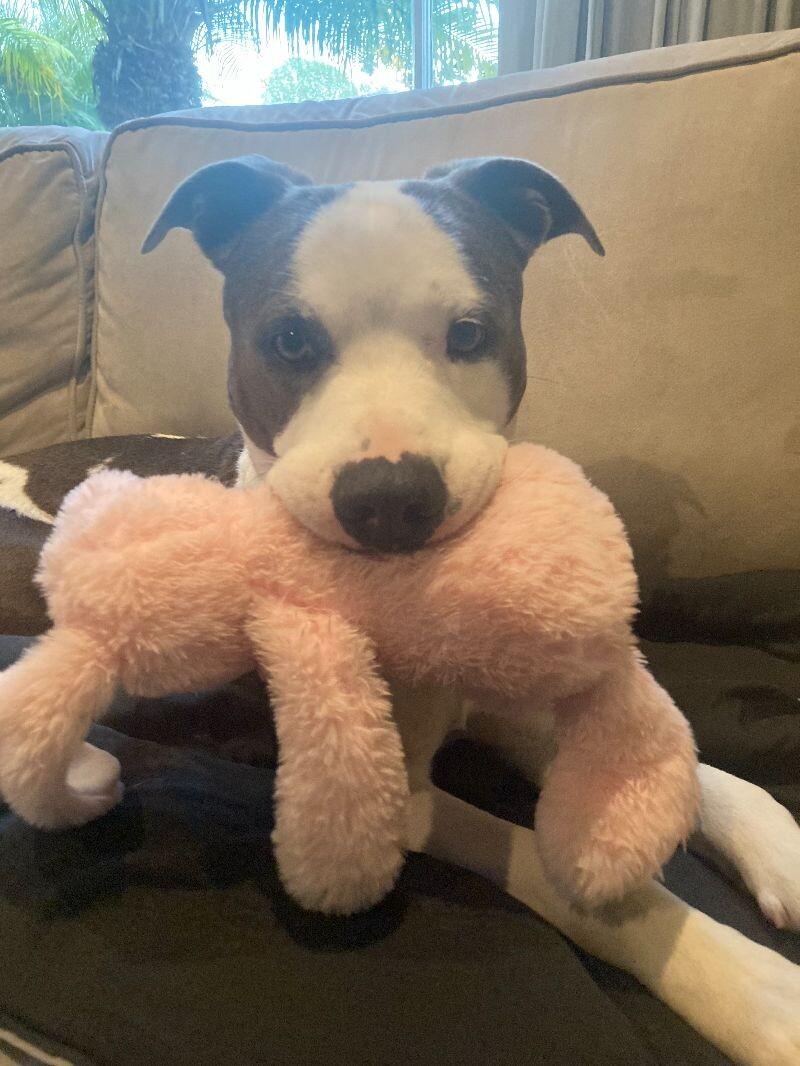 Enlarge Sam, a Adoptable Pit Bull Terrier in Manhattan Beach, CA image 4/6