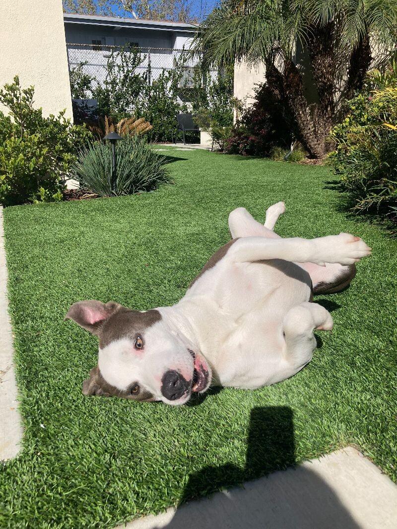 Enlarge Sam, a Adoptable Pit Bull Terrier in Manhattan Beach, CA image 6/6