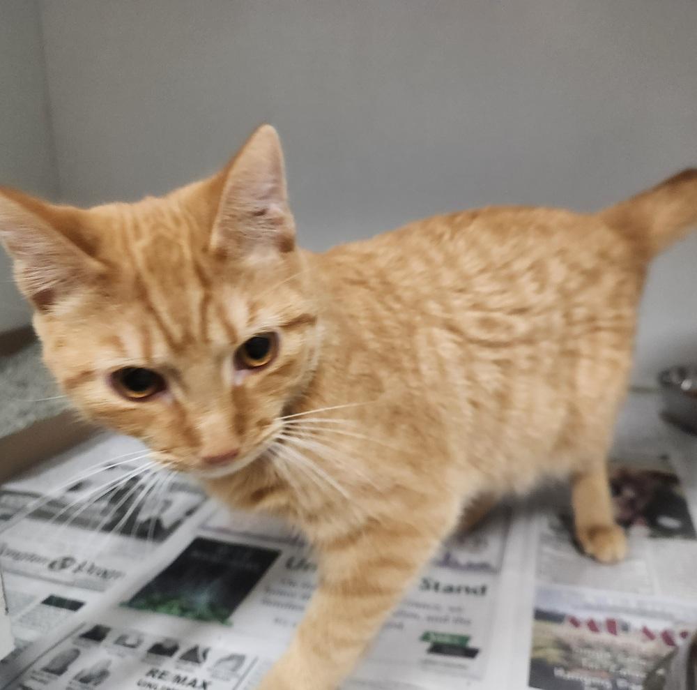 Enlarge CHEETO, a Adoptable mixed breed in Lexington, TN image 1/1