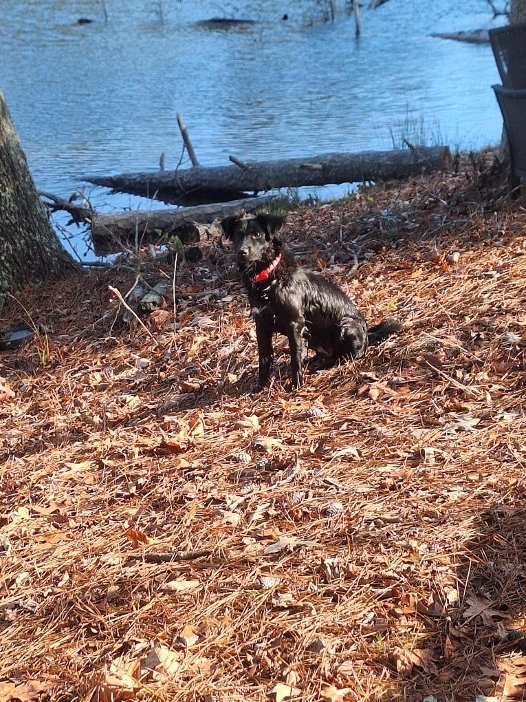 PIPER, adoptable, Young Female Flat-Coated Retriever.