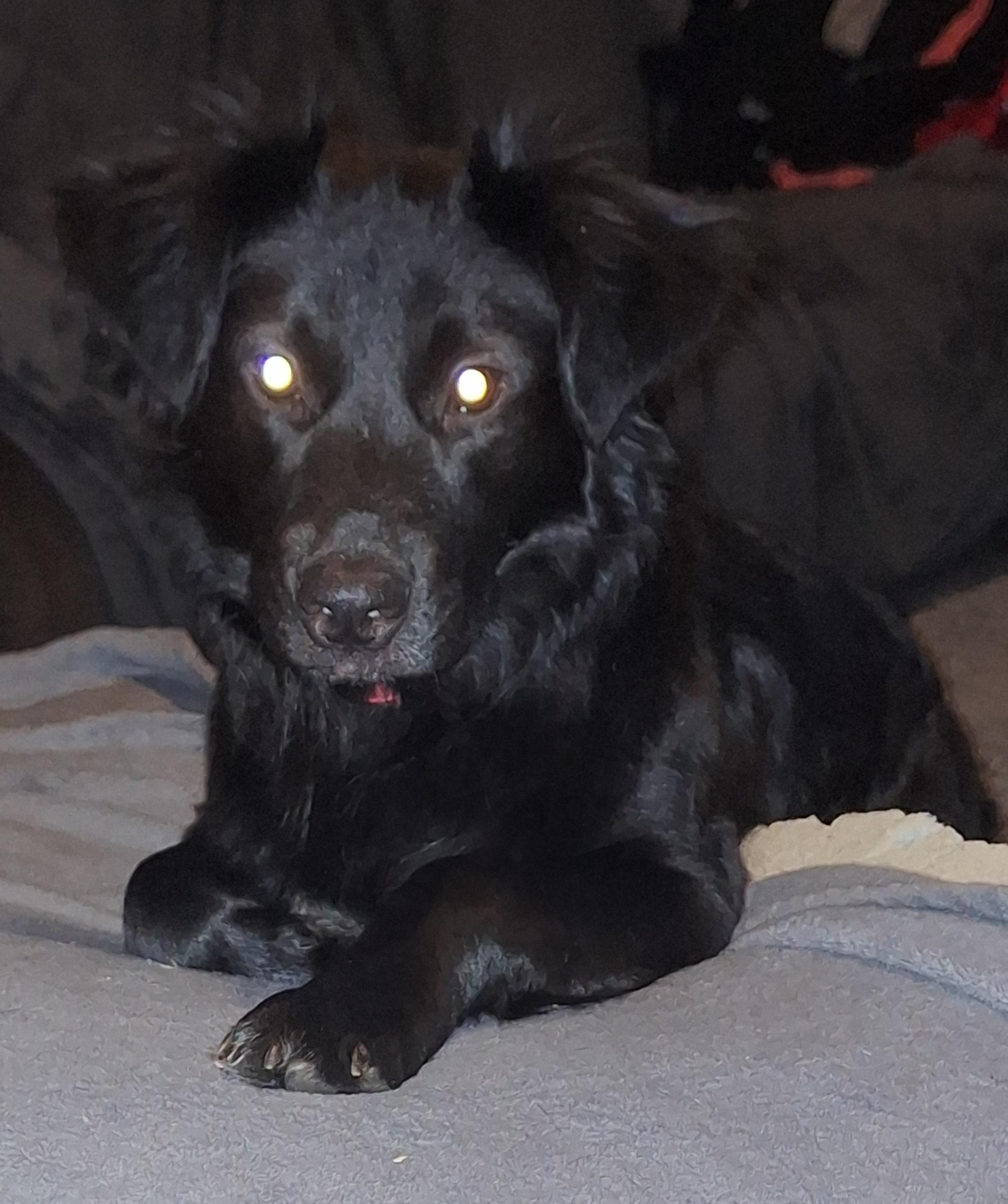 Enlarge PIPER, an adoptable mixed breed in Newborn, GA image 4/6