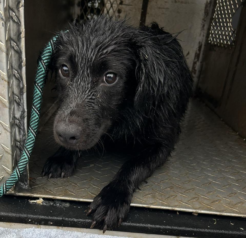 GRACIE, an adoptable Labradoodle in Newborn, GA, 30056 | Photo Image 2
