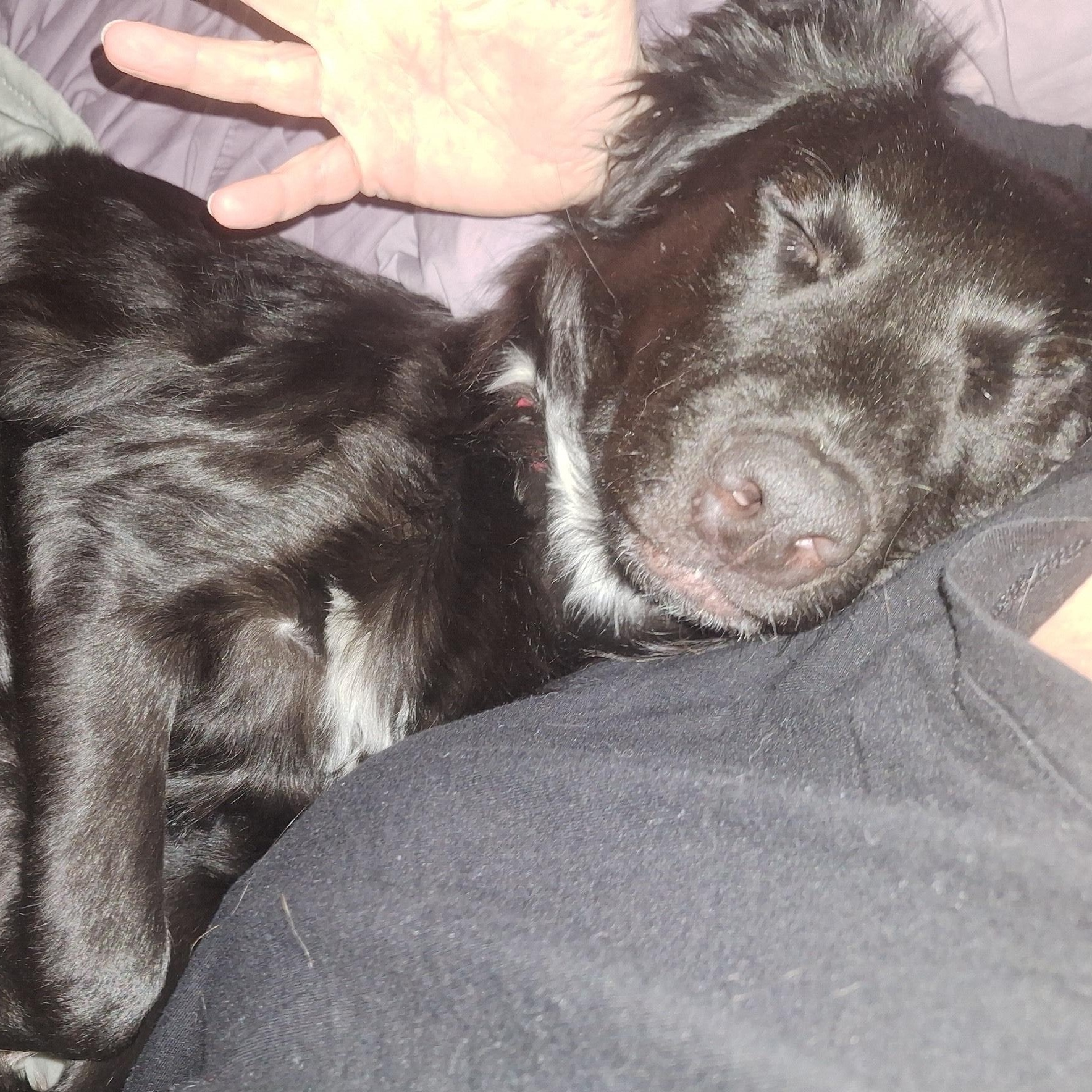 Enlarge PIPER, an adoptable mixed breed in Newborn, GA image 5/6