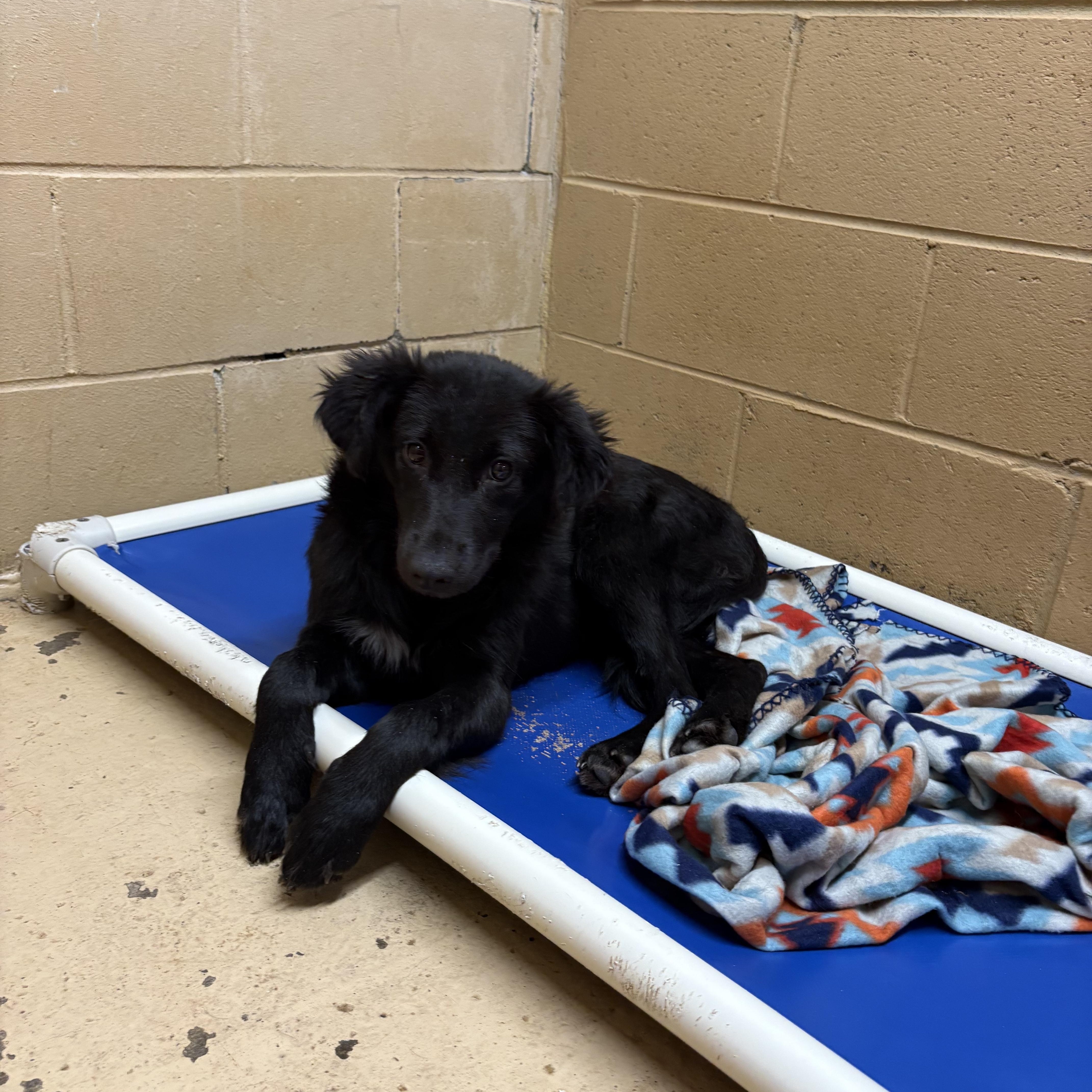 Enlarge PIPER, an adoptable mixed breed in Newborn, GA image 3/6