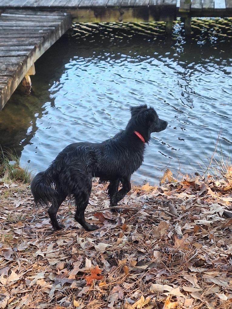 Enlarge PIPER, an adoptable mixed breed in Newborn, GA image 6/6