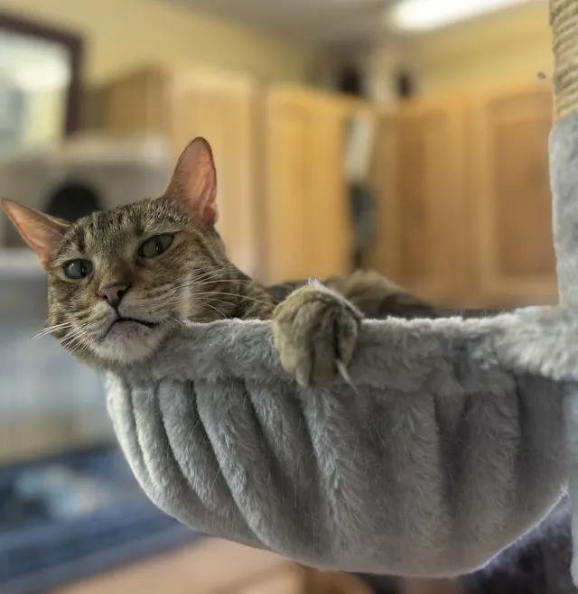 Enlarge Kizzy, a Adoptable Torbie in St. George, UT image 1/3