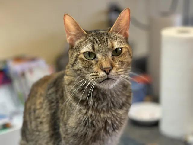 Enlarge Kizzy, a Adoptable Torbie in St. George, UT image 2/3