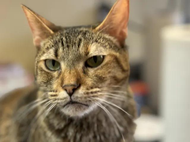 Enlarge Kizzy, a Adoptable Torbie in St. George, UT image 3/3