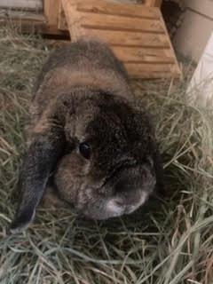 Enlarge Oliver, an adopted Holland Lop in Westerville, OH image 2/5