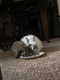 Enlarge Oliver, an adopted Holland Lop in Westerville, OH image 5/5