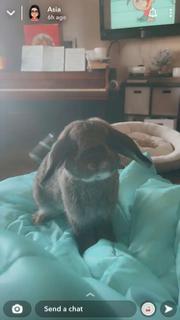 Enlarge Oliver, an adopted Holland Lop in Westerville, OH image 4/5