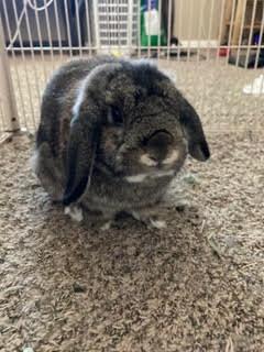 Oliver, adopted, Adult Male Holland Lop.