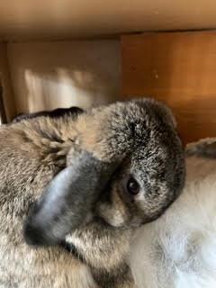 Enlarge Oliver, an adopted Holland Lop in Westerville, OH image 3/5