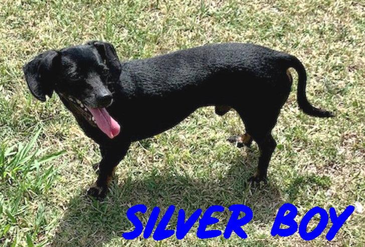 Enlarge Silver Boy, a Adopted mixed breed in San Antonio, TX image 1/3
