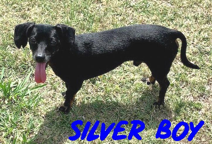 Enlarge Silver Boy, a Adopted mixed breed in San Antonio, TX image 2/3