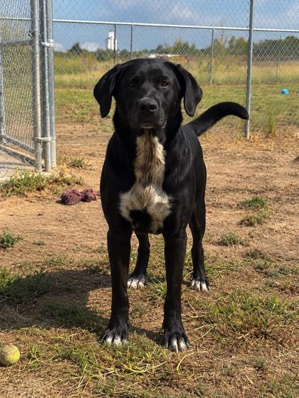 Moo Moo, Adoptable, Adult Female Black Labrador Retriever.