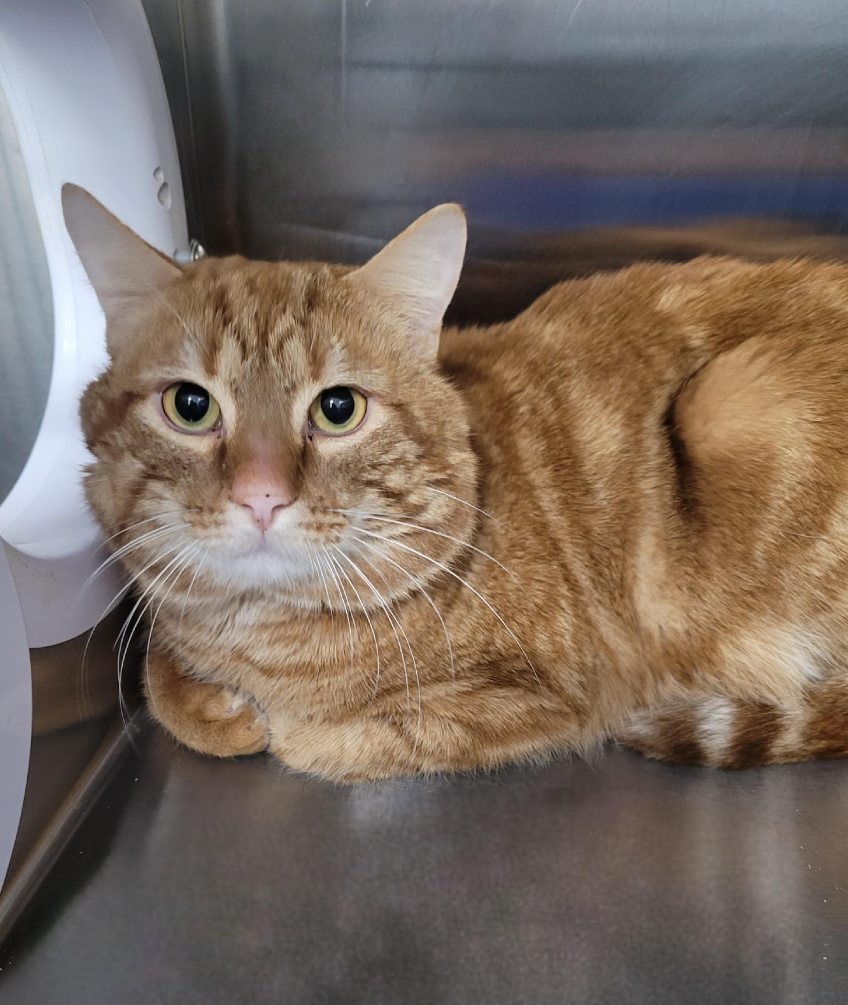 Big Tuna, ADOPTABLE, Adult Male Domestic Short Hair.