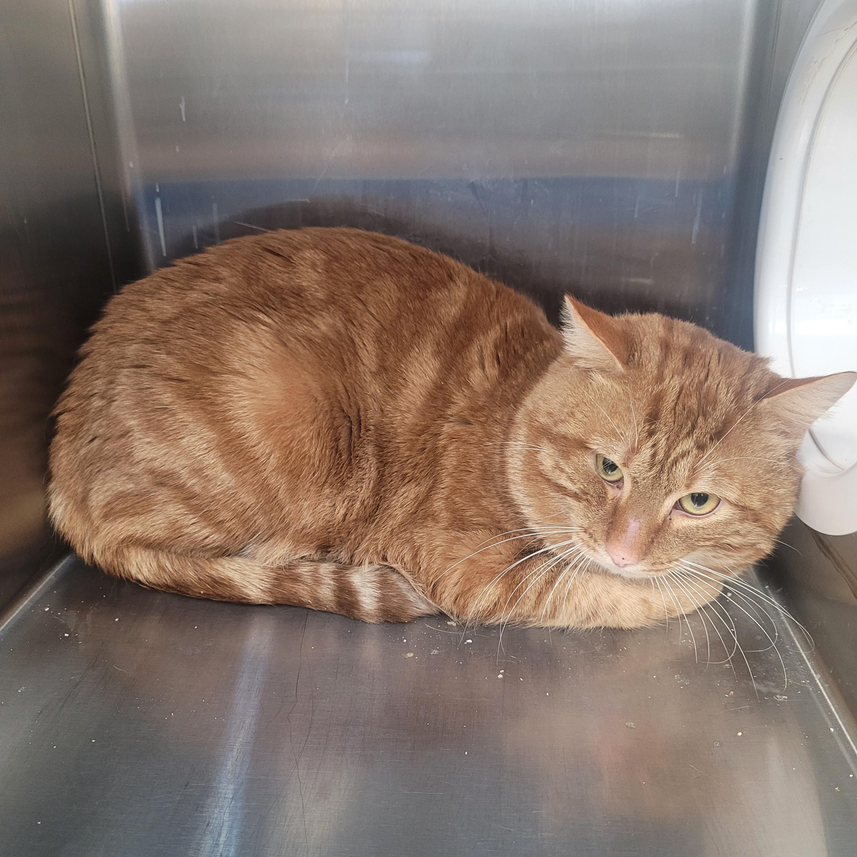 Enlarge Big Tuna, a ADOPTABLE Domestic Short Hair in North Attleboro, MA image 3/3