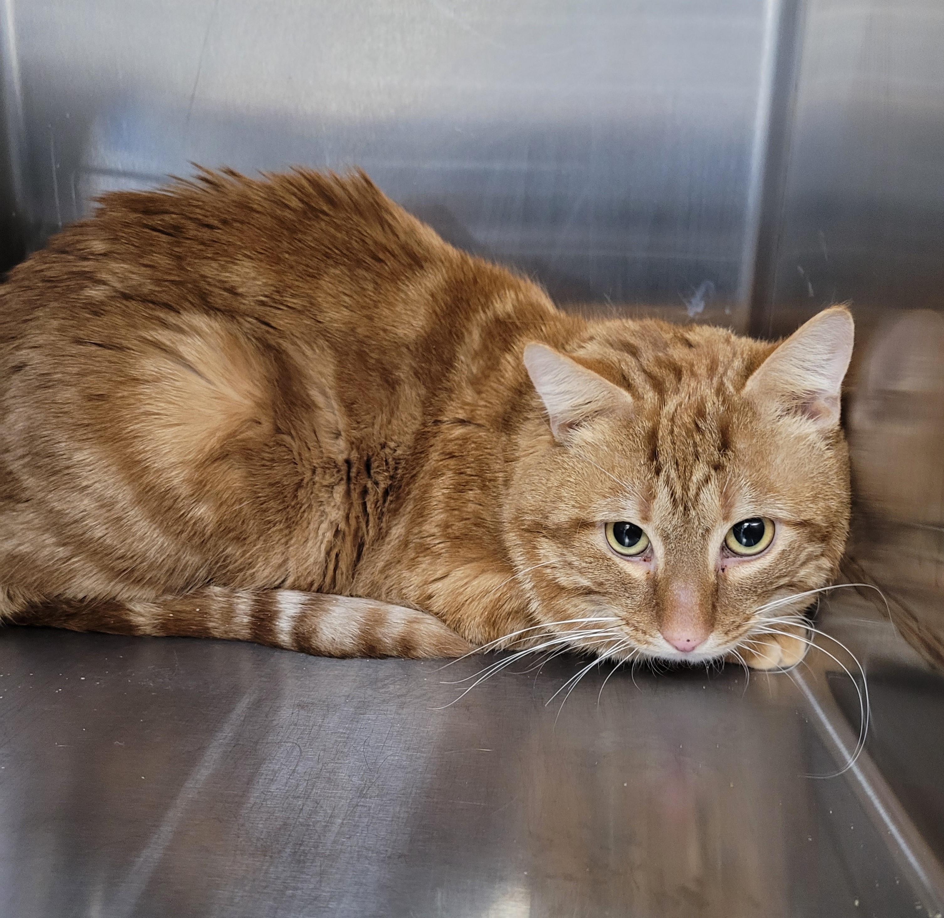 Enlarge Big Tuna, a ADOPTABLE Domestic Short Hair in North Attleboro, MA image 2/3