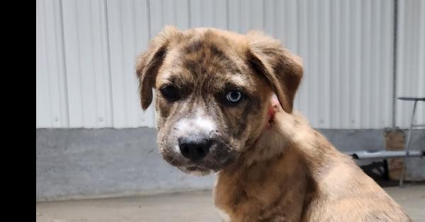 Teddy, Adoptable, Puppy Male Mixed Breed.