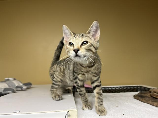Ghost Pepper, ADOPTABLE, Young Female Domestic Short Hair.
