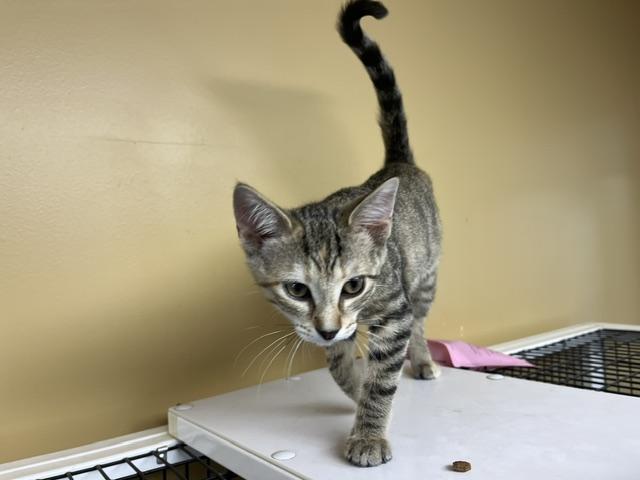 Ghost Pepper, a ADOPTABLE Domestic Short Hair in Grosse Ile, MI image 2/3