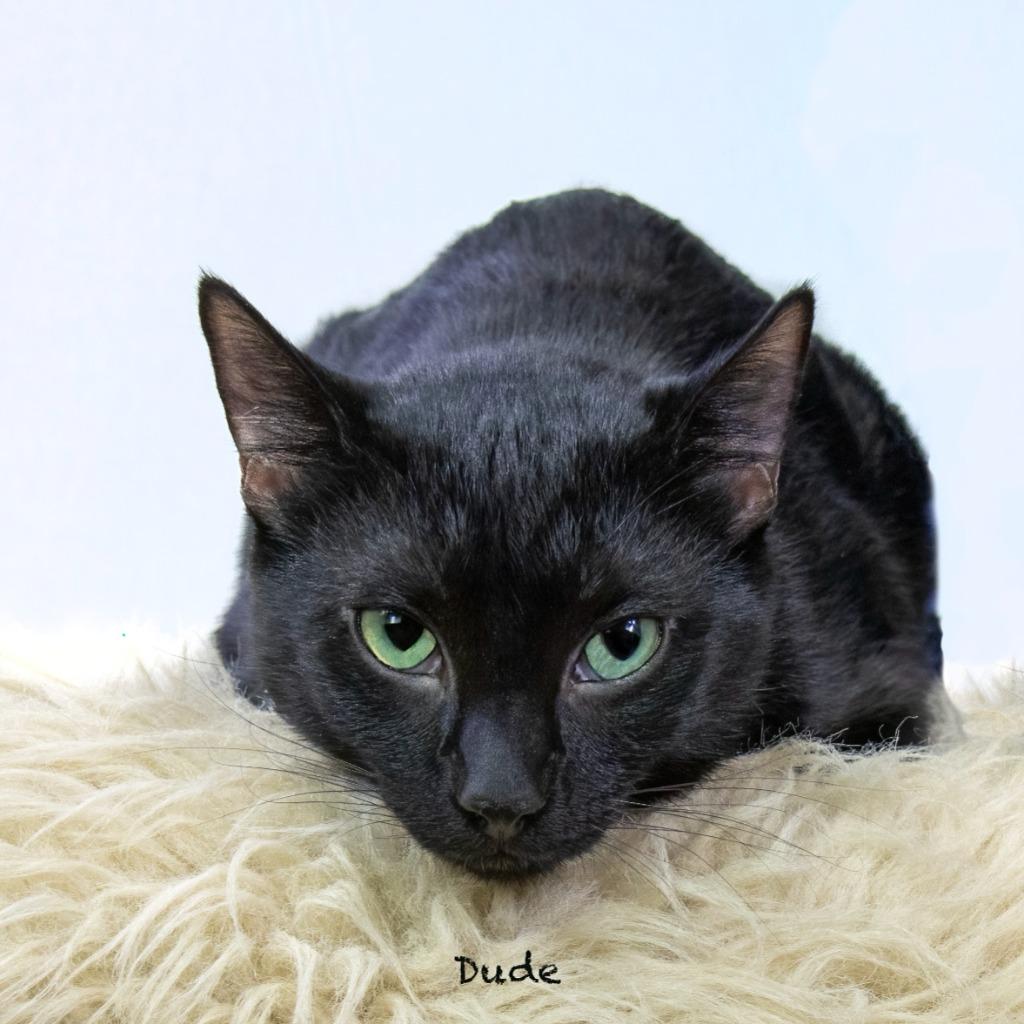 Dude, Adoptable, Kitten Male Domestic Short Hair.