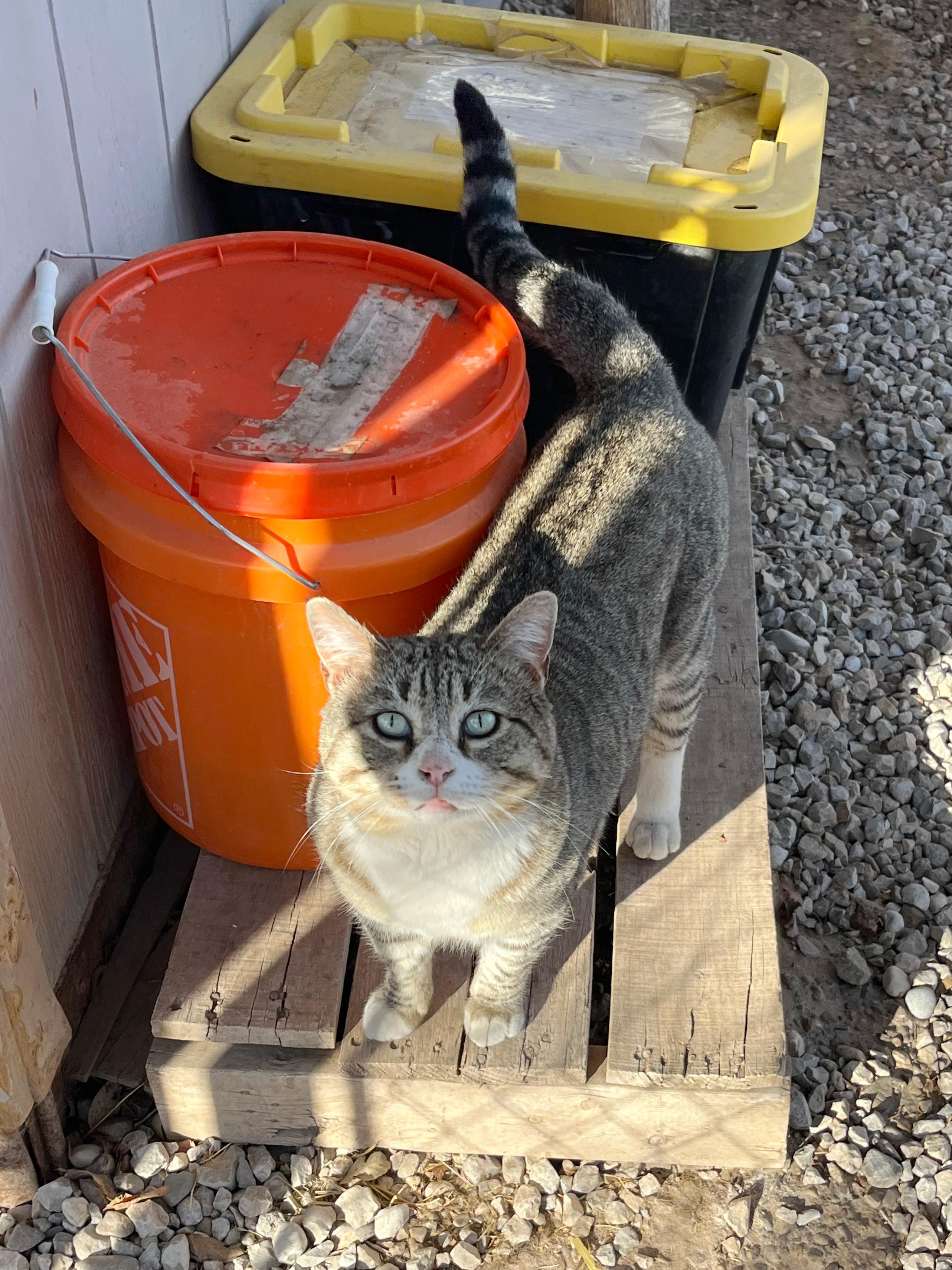 Enlarge Carl , an adopted Tabby in Roswell, NM image 1/1