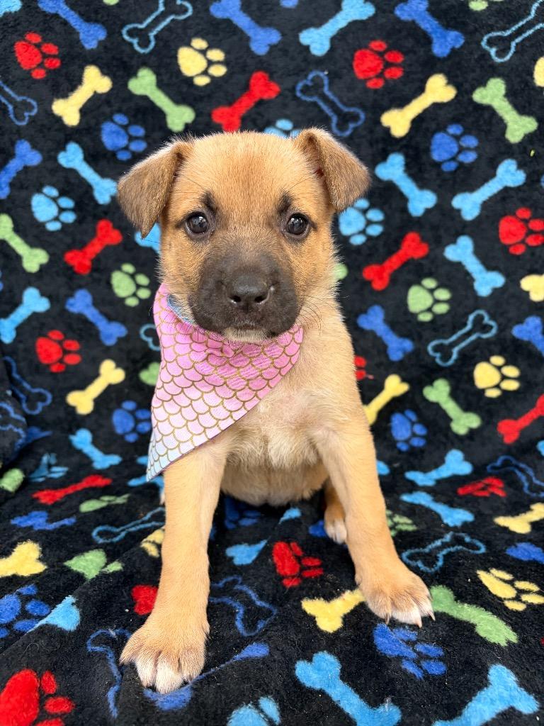 Sooty, Adoptable, Puppy Female Shepherd & Labrador Retriever.