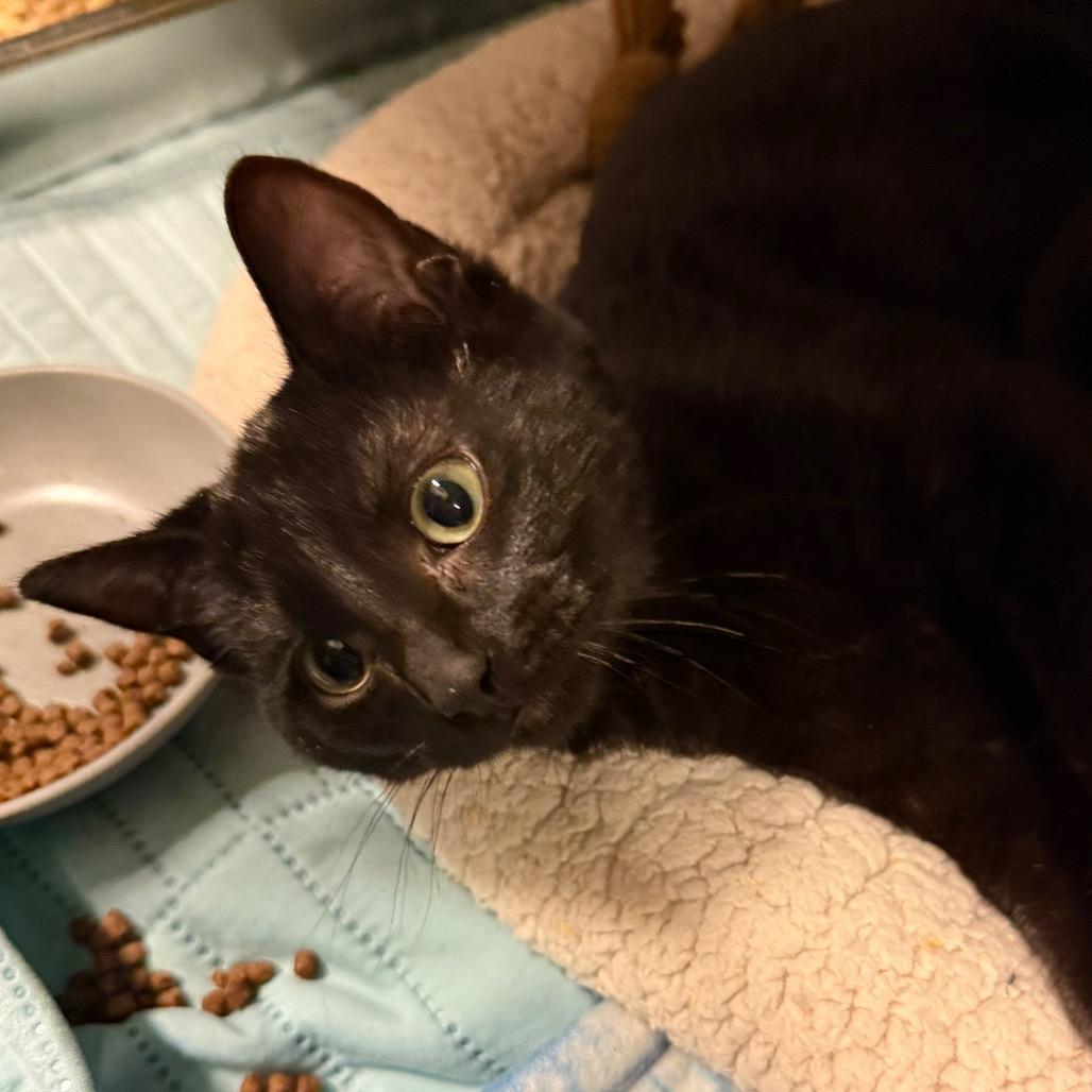 Zeg (Green Collar), Adoptable, Kitten Male Domestic Short Hair.