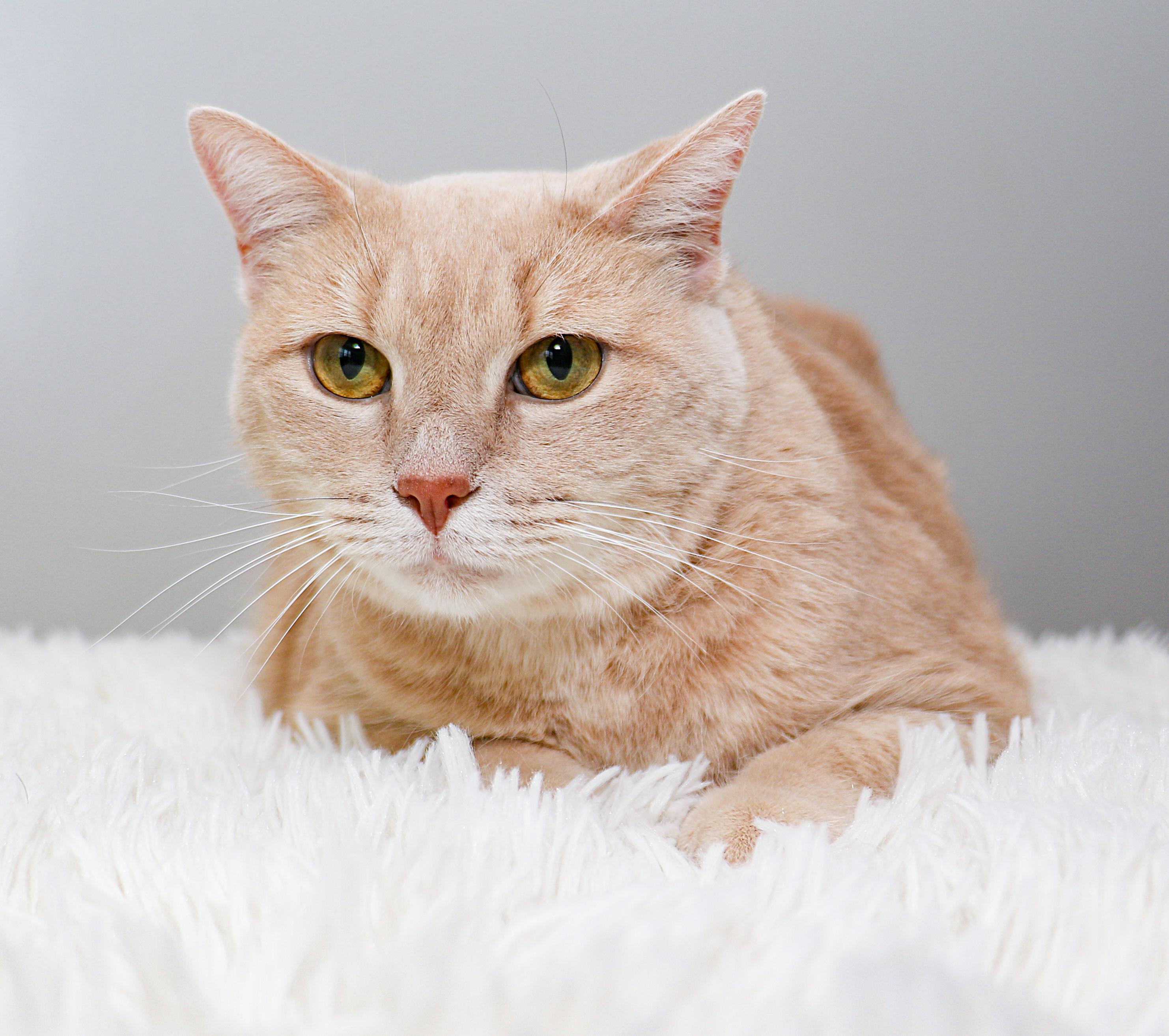 Chai, Adult Female unknown
