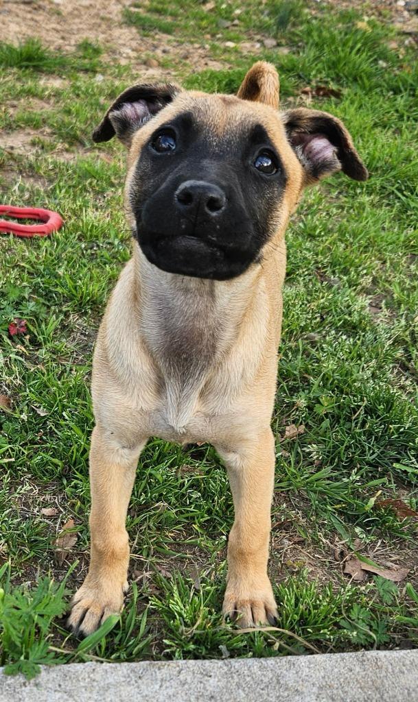 Enlarge Tavi AKA Pupkin, a Adopted mixed breed in Sherwood, AR image 1/6