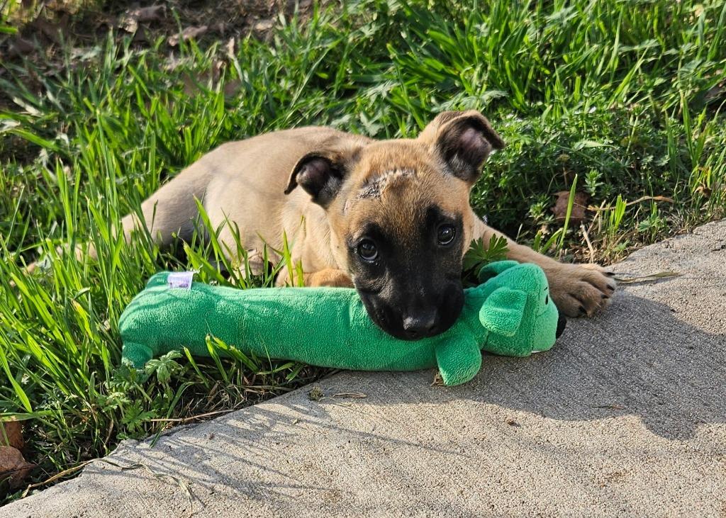 Enlarge Tavi AKA Pupkin, a Adopted mixed breed in Sherwood, AR image 2/6